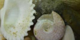 Macro