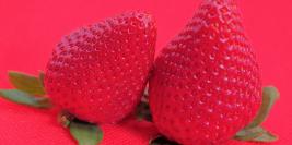 Macro