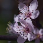 _DSC0091
