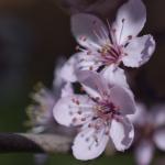 _DSC0092